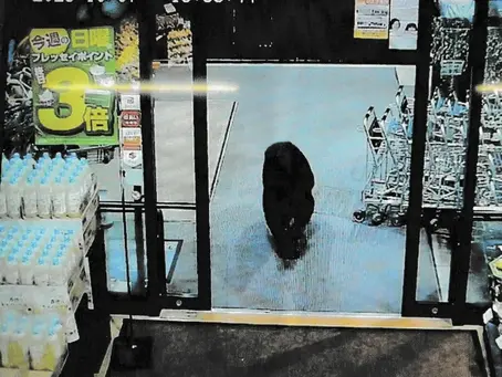 Last week, an adult bear entered a supermarket in Numata, Gunma, north of Tokyo (STR). (STR/GUNMA PREFECTURAL POLICE VIA JIJI PRESS/AFP)
