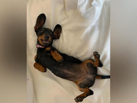 Die Miniatur-Dackeldame Valerie entkam im November 2023 während eines Campingausflugs mit ihren Besitzern. FOTO: KANGALA WILDLIFE RESCUE/FACEBOOK