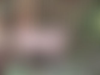 Doubao, das Wasserschwein, wandert durch den Zoo, nachdem es nach einem zweimonatigen Ausbruch wieder eingefangen wurde. Foto: Yangzhou Zhuyuwan Scenic Area