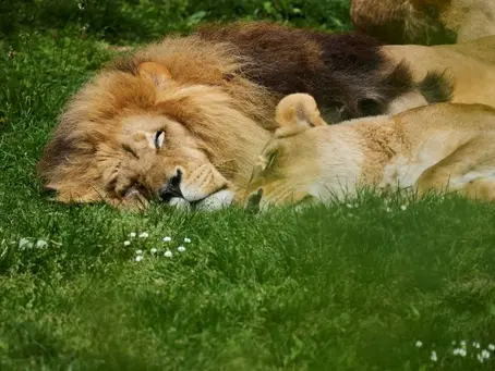 Wissenschaftler erforschen zunehmend Mechanismen, die dem Körper helfen können, sich an steigende Temperaturen anzupassen, die unseren Schlaf beeinträchtigen (GUILLAUME SOUVANT) (GUILLAUME SOUVANT/AFP/AFP) – Illustratives Foto von Löwen, die friedlich auf der Wiese schlafen.