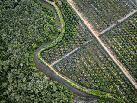 A palm oil plantation next to a peat forest in Indonesia (STR)