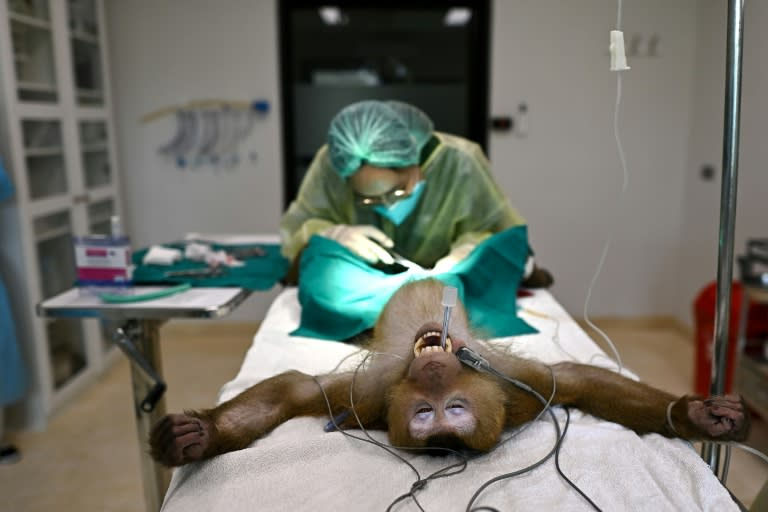 Dezenas de animais resgatados são tratados todos os meses na Wildlife Friends Foundation Thailand (WFFT) (MANAN VATSYAYANA) (MANAN VATSYAYANA/AFP/AFP)