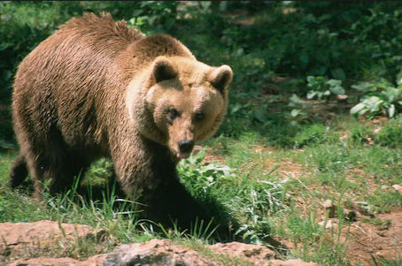 Ein Braunbär in den Pyrenäen. Foto: Hemis/Alamy