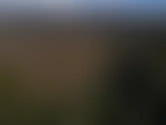 Ein teilweise abgeholzter Abschnitt eines Waldes im Grove of Giants im Huon Valley, Tasmanien, wo das Fällen einheimischer Bäume trotz der Auswirkungen auf die Tierwelt und die Umwelt legal ist (Gregory PLESSE) (Gregory PLESSE/AFP/AFP)