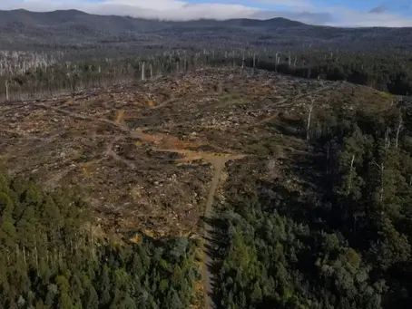 Ein teilweise abgeholzter Abschnitt eines Waldes im Grove of Giants im Huon Valley, Tasmanien, wo das Fällen einheimischer Bäume trotz der Auswirkungen auf die Tierwelt und die Umwelt legal ist (Gregory PLESSE) (Gregory PLESSE/AFP/AFP)