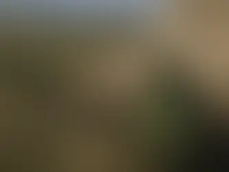 „Wir werden sie retten": Der Kampf um die Rettung des fast ausgestorbenen Nashorns 28/02/2025