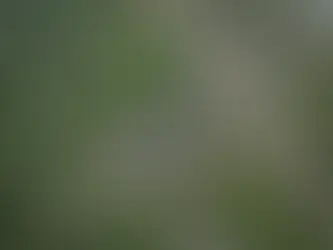 Eine Palmölplantage neben einem Torfwald in Indonesien (STR).(STR/AFP/AFP)