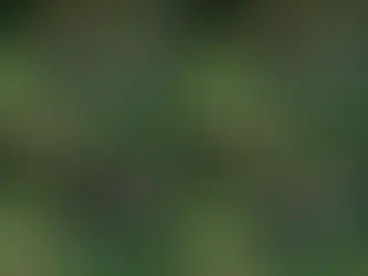 Die Vorstellung, dass das Trommeln von Affen Hinweise auf die Ursprünge der menschlichen Musikalität liefern könnte, fasziniert Wissenschaftler seit langem (Adrian Soldati) (Adrian Soldati/Universität St. Andrews/AFP)