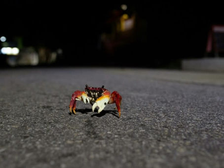 Brasilien hofft, mithilfe von KI Wildtiere vor dem Tod auf der Straße zu retten 23/04/2024