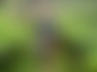 Indische Arbeiter pflücken Teeblätter auf einer Plantage (STR) (STR/AFP/AFP)