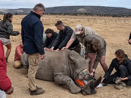 Wissenschaftler implantieren radioaktives Material in das Horn eines lebenden Nashorns, um jeden zu vergiften, der es verzehrt 27/06/2024