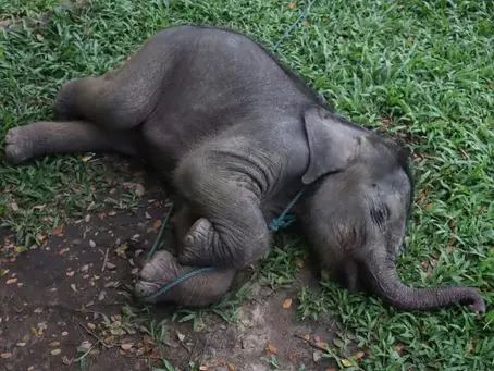 Ein geretteter zwei Monate alter Sumatra-Elefantenbulle, der auf einer Palmölplantage von seiner Mutter getrennt wurde, schläft (WAHYUDI) (WAHYUDI/AFP/AFP)
