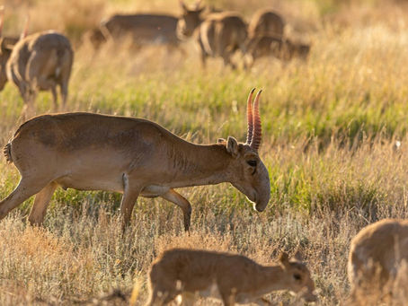 Saiga-Antilopen weiden auf einer Prärie außerhalb von Almaty (Abduaziz MADYAROV)
