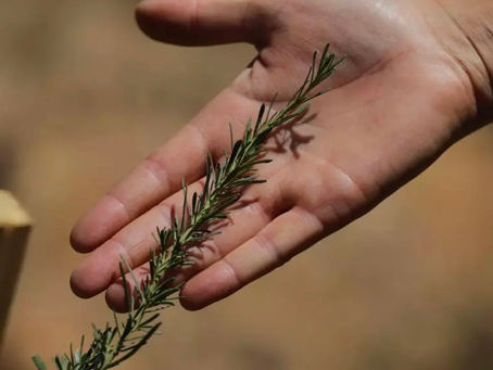 Von einer Katastrophe betroffener chilenischer Park sät feuerresistente Samen 03/01/2025