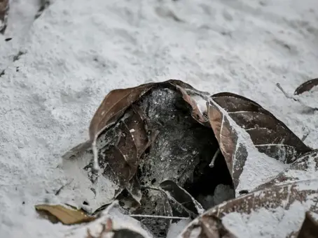Freiwillige Helfer eilen zur Rettung von Brüllaffen in Mexiko während der Hitzewelle 24/05/2024