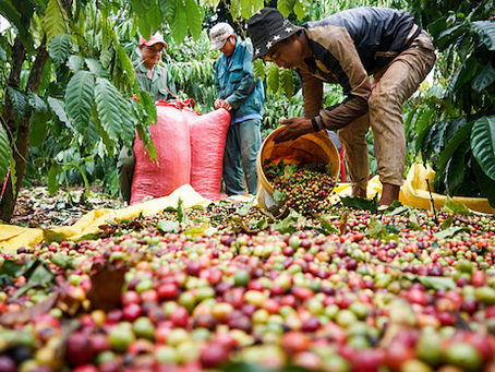 Vietnams Kaffeeplantagen werden durch Dürre, Hitze und Schädlinge geschädigt. 6/06/2024