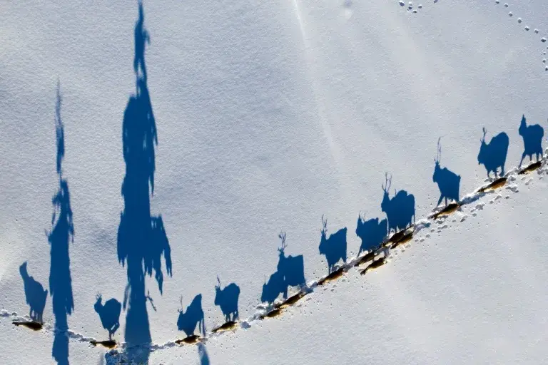 The prospect of a mining eldorado in the region has Sami reindeer herders worried (Jonathan NACKSTRAND)