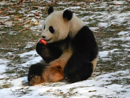 Die Pandas sind wie Trump zurück in Washington 25/01/2025