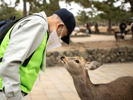 Die Truppe rettet Rehe vor dem Müll der Touristen in Nara, Japan 13/02/2025