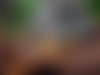 Selbstfürsorge: Orang-Utan bei der Wundversorgung beobachtet 4/05/2024