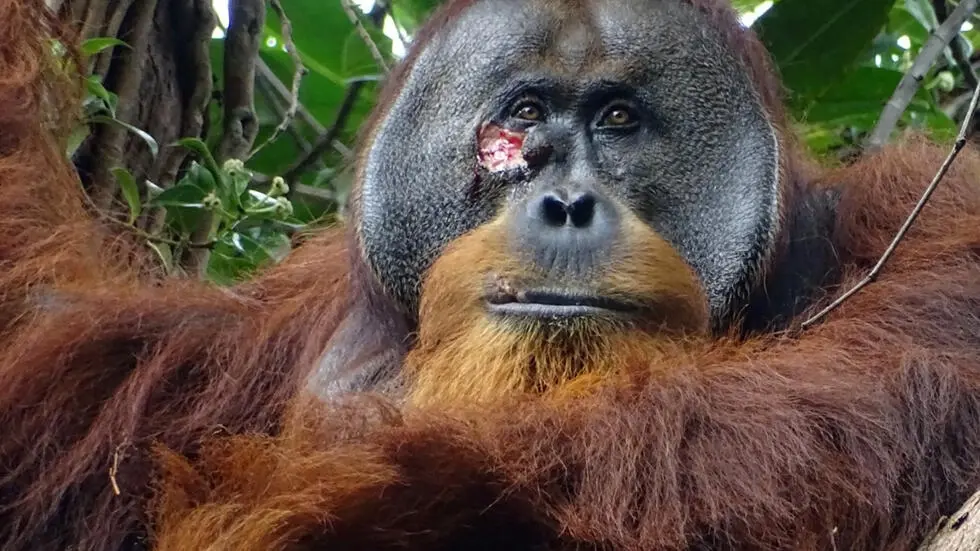 Rakus, an adult male orangutan, is seen with a facial wound that he appeared to treat with medicinal plants in this photo taken on June 23, 2022, in Gunung Leuser National Park, Indonesia