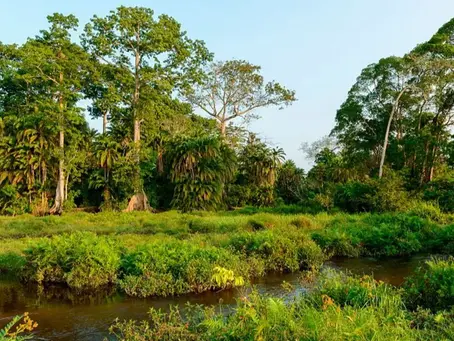 Der Odzala-Kokoua-Nationalpark ist eines von 23 Schutzgebieten, die von African Parks verwaltet werden.
