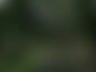 Riesige Konzessionen bedrohen Malaysias Wälder: Bericht 29/05/2024