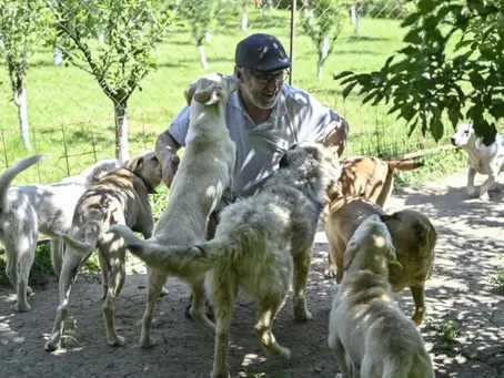 Kosovos Hauptstadt bezahlt Menschen für die Adoption von Streunerhunden 11/06/2024