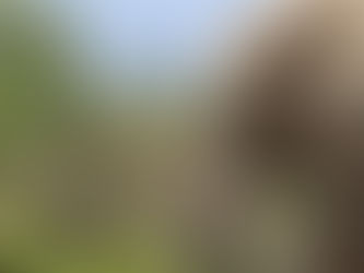 Image used for representation only. A male adult elephant.