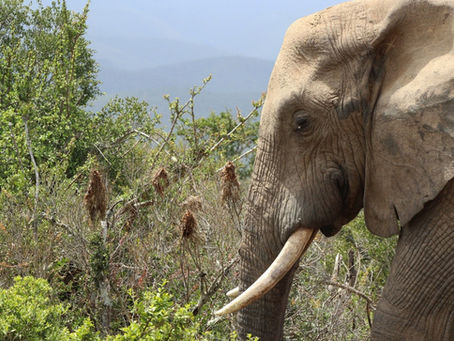 Image used for representation only. A male adult elephant.