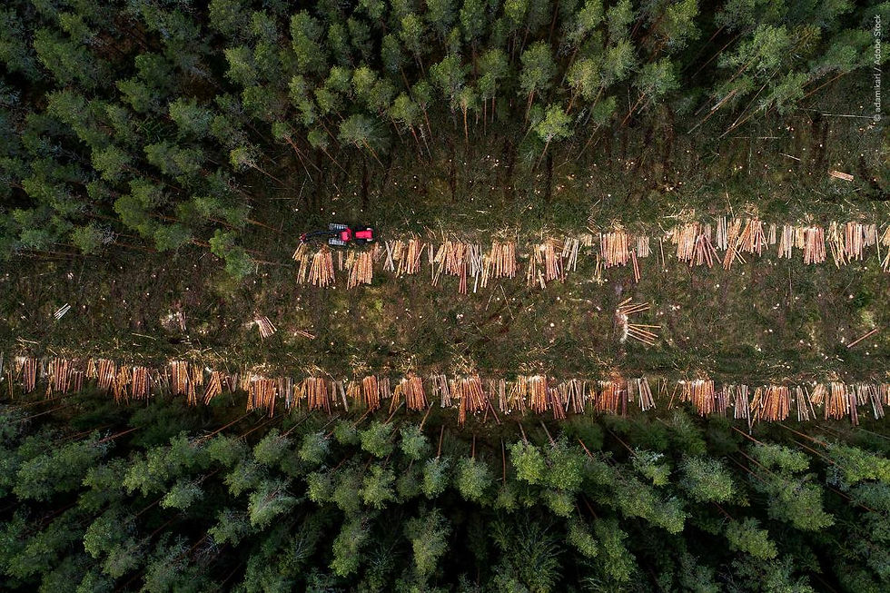 EU consumption is responsible for around 10% of global deforestation © Adamikar Adobe Stock