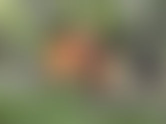 Dorfbewohner wollen Abholzung in Sierra Leone stoppen By Freepik