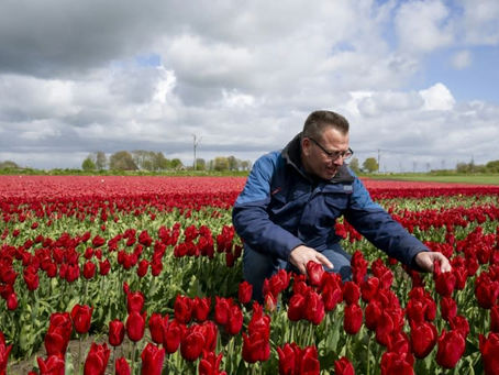 Klimawandel und Brexit drohen die niederländischen Tulpen verwelken zu lassen 30/04/2024