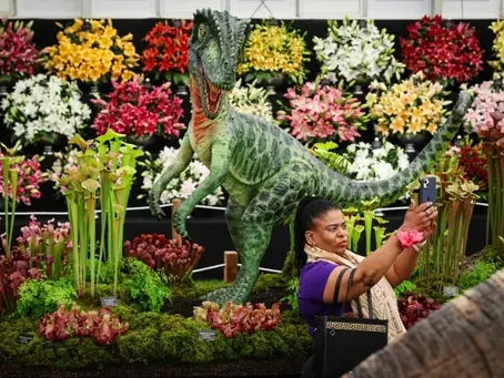 Klimawandel beeinflusst Londons Chelsea Flower Show 20/05/2024