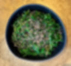 WAKAME
