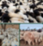LIVESTOCK.jpg