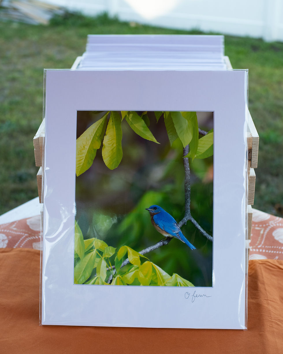 Bluebird matted print
