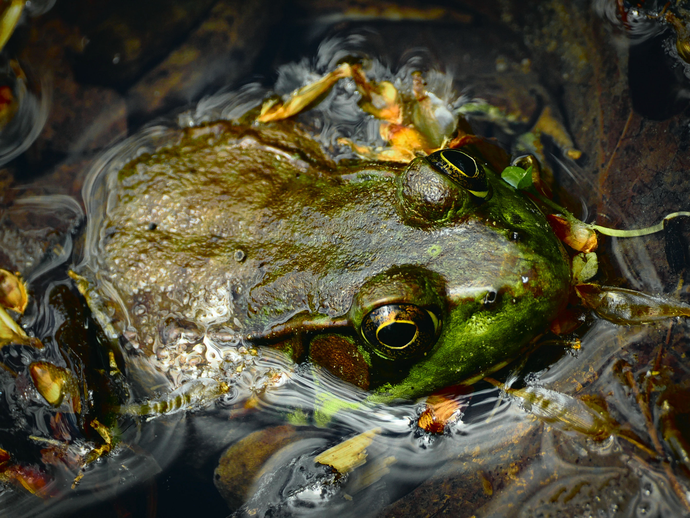 Frog in the water