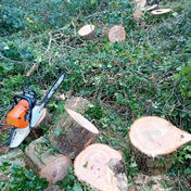 Chainsaw Work Southampton