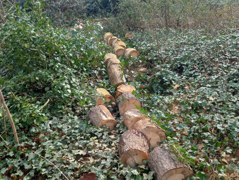 Log cutting - chainsaw work by R Lambeth Landscape Southampton