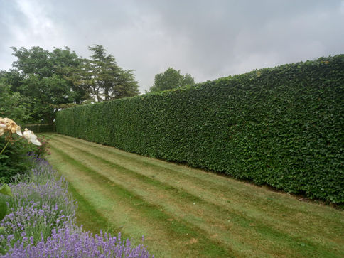 Hedge maintained by R Lambeth Landscape Southampton