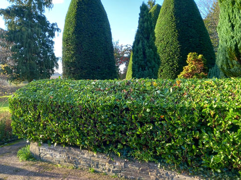 Tree and hedge maintenance by R Lambeth Landscape Southampton