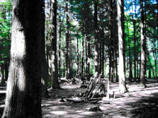 A remnant of the Bere Forest at West Walk © Crawford Wright