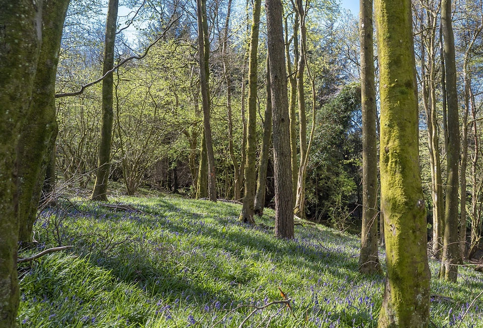 Woodland such as this at Kingsmead once dominated the Forest of Bere
