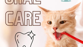 The Hidden Signs of Oral Health Issues in Pets