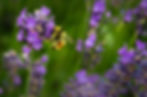 jenna-lee-bees-web.jpg