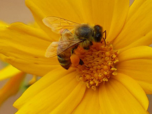 Pollinator Garden