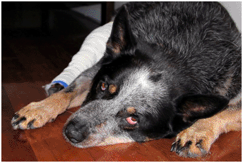 Canine Post-Traumatic Stress Disorder