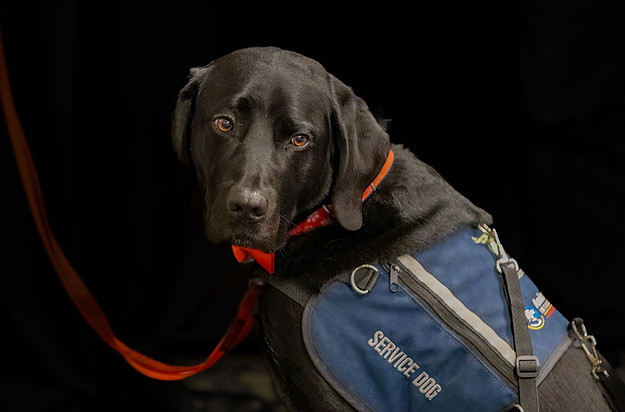 Service Dog