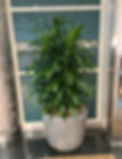 Tropical Art Carmen Plant in pot at Denver Airport